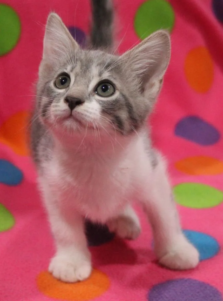 A baby medium-sized male Domestic Short Hair cat named Jester for adoption in Vacaville, CA