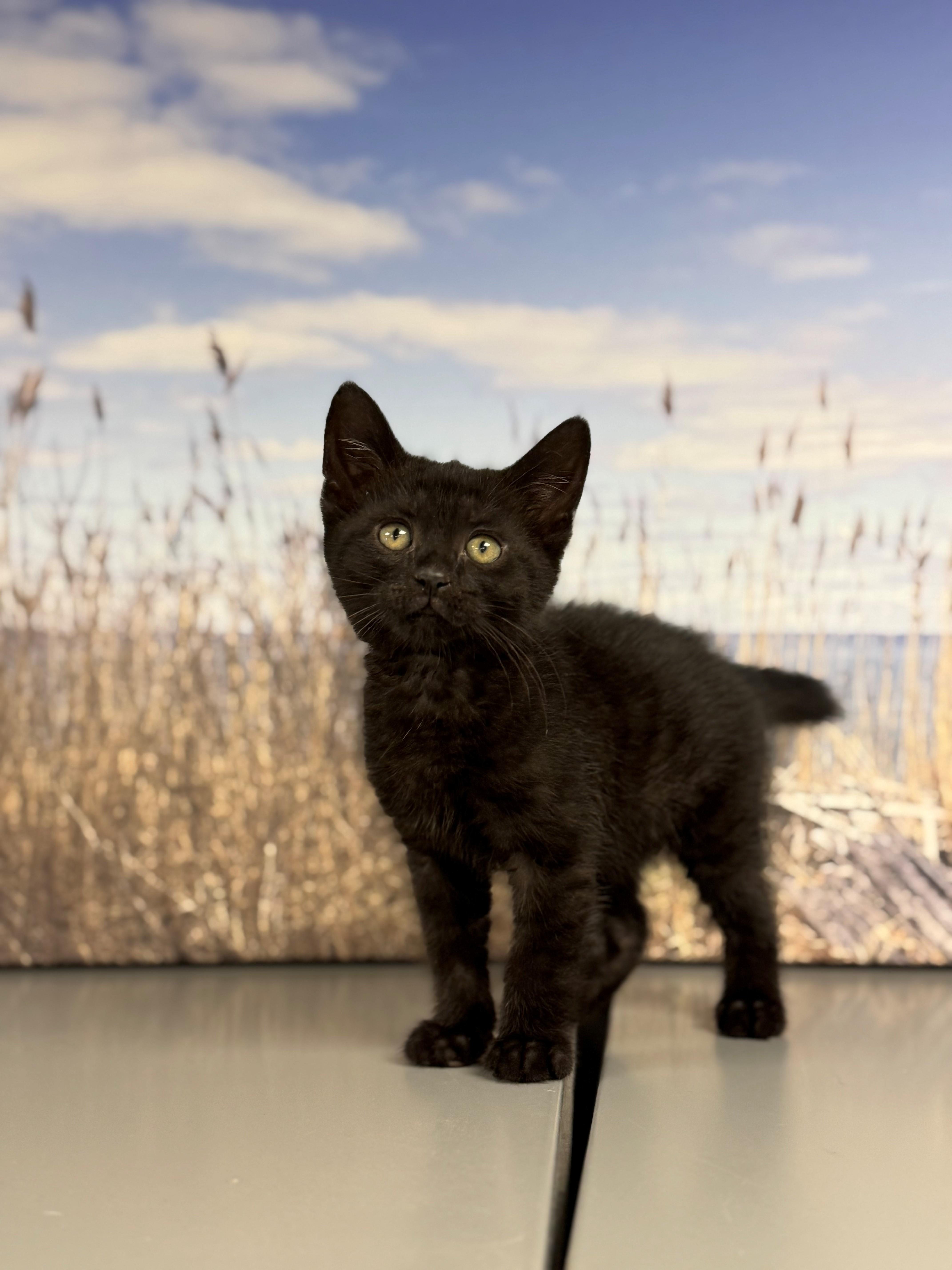 A young small-sized male Black Domestic Short Hair cat named Pluto for adoption in Syosset, NY