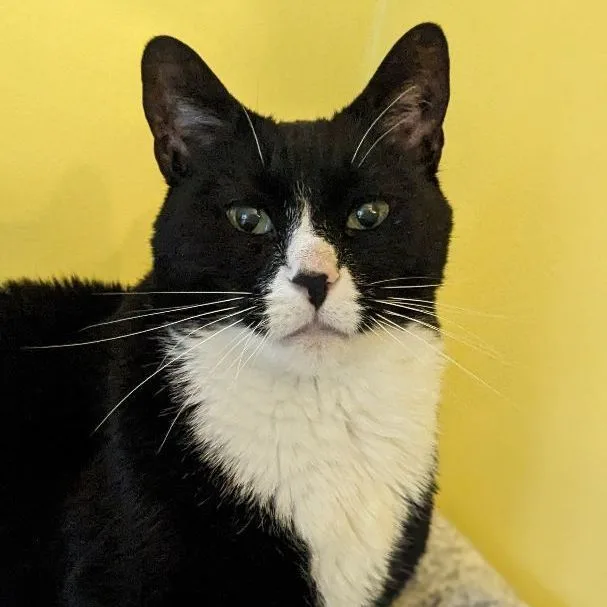 A senior large-sized male Black & White / Tuxedo Domestic Short Hair cat named Felix for adoption in Fenton, MI