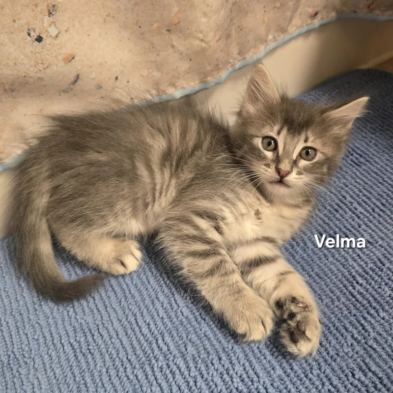 Velma thumbnail 4