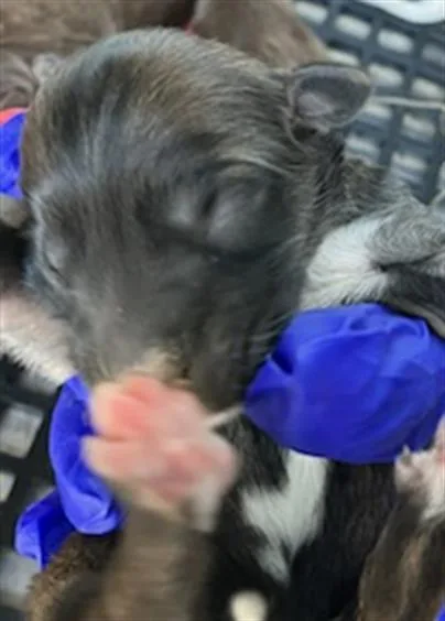 A baby medium-sized female Mixed Breed dog named Bonbon for adoption in Dallas, TX