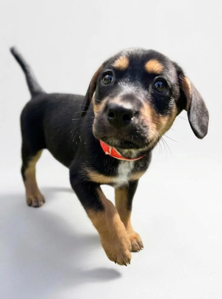 A baby medium-sized female Shepherd dog named Tella for adoption in Hudson, NY