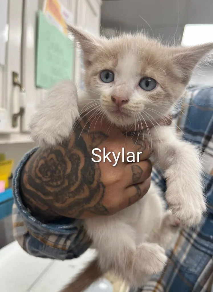 A baby small-sized female Domestic Short Hair cat named Skylar for adoption in Lavonia, GA