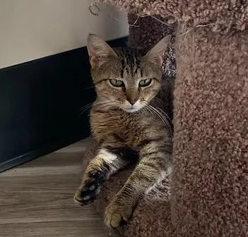 An adult medium-sized female Tabby (Tiger Striped) Domestic Short Hair cat named Cruella for adoption in Leonardtown, MD