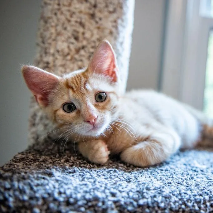 A baby small-sized male Orange / Red Domestic Short Hair cat named Simba for adoption in Chantilly, VA