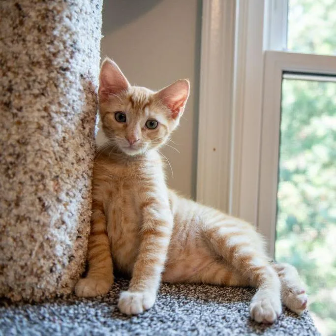 Simba thumbnail 2