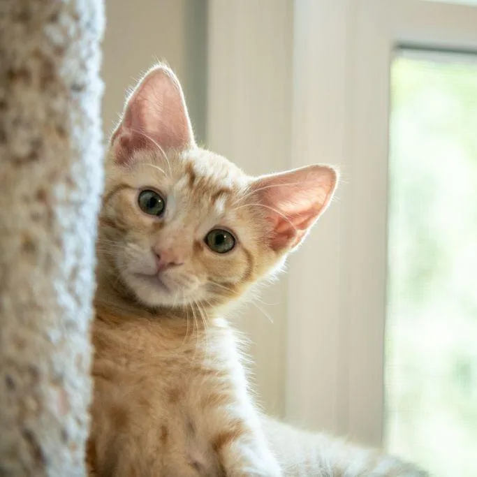 Simba thumbnail 3