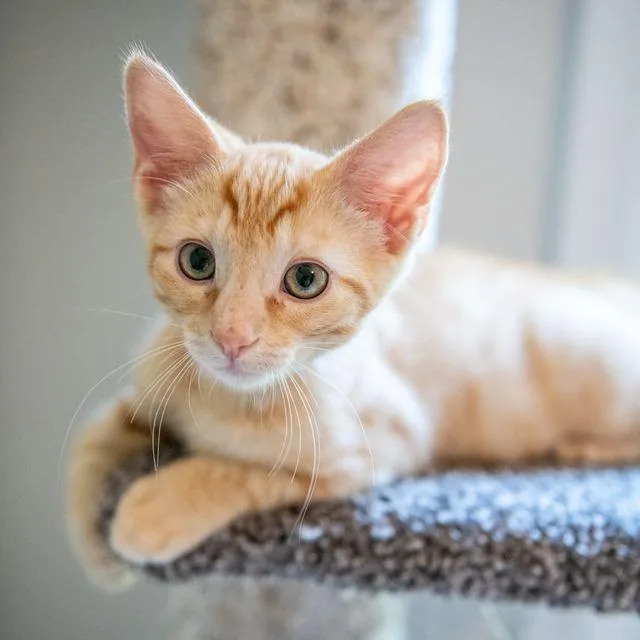 Simba thumbnail 4