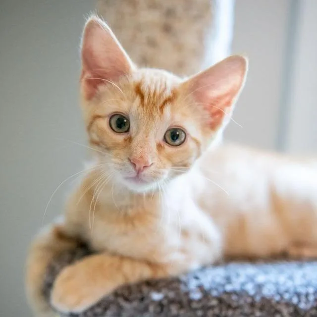 Simba thumbnail 6