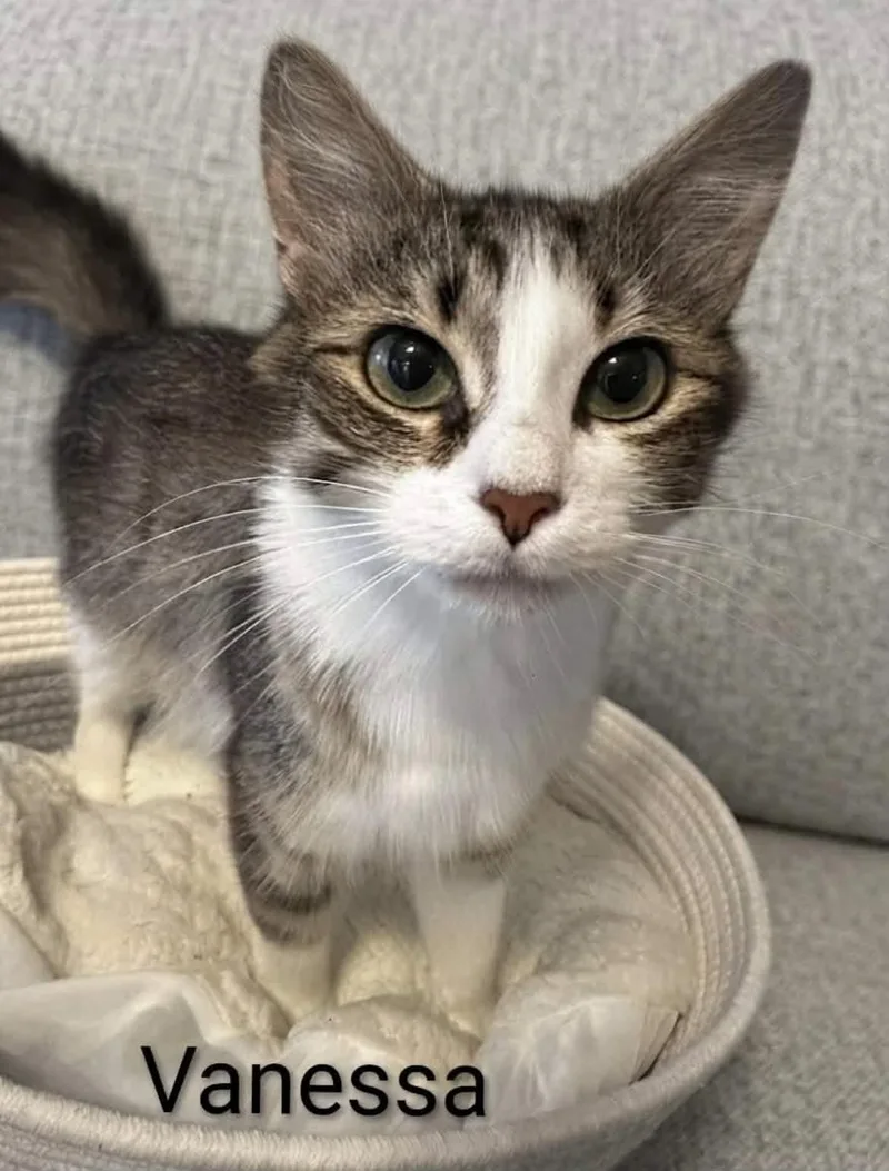 A young medium-sized female Tabby (Brown / Chocolate) Tabby cat named Vanessa for adoption in Wyandotte, MI