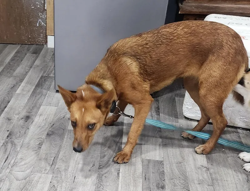 A young medium-sized female Red / Chestnut / Orange Australian Kelpie dog named Ariel for adoption in Marshall, AR