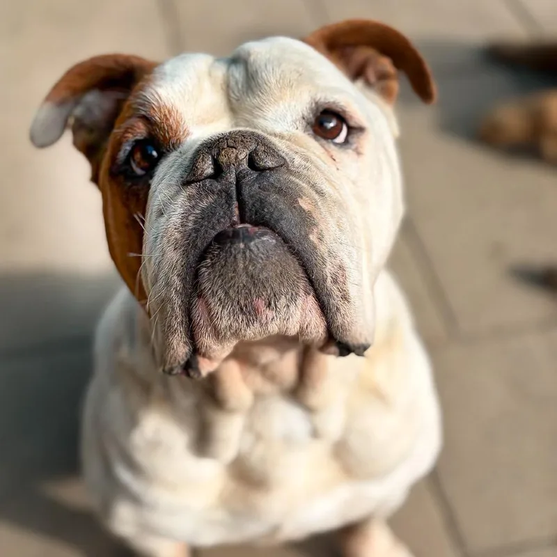 An adult large-sized male Brown / Chocolate English Bulldog dog named Carl for adoption in Salem, OR