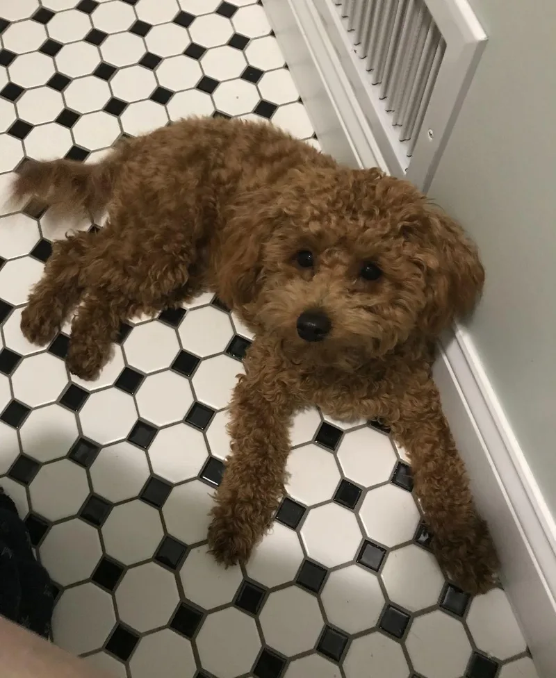 An adult medium-sized male Bichon Frise dog named Toby for adoption in Cliffwood, NJ