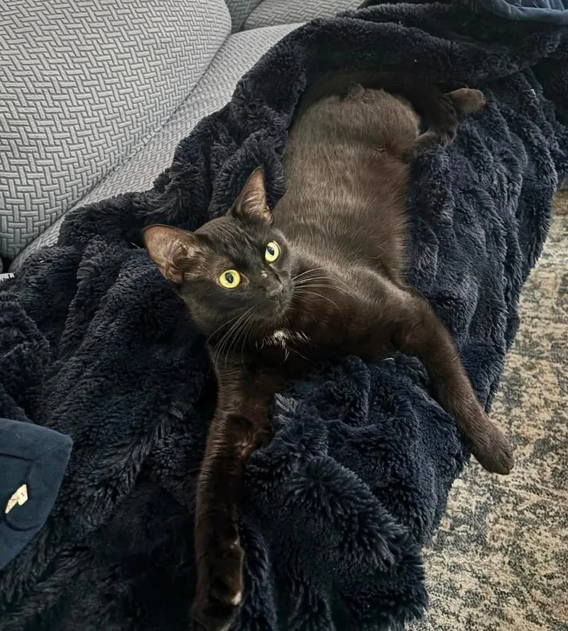 A baby medium-sized male Domestic Short Hair cat named Nevi for adoption in Magnolia, TX