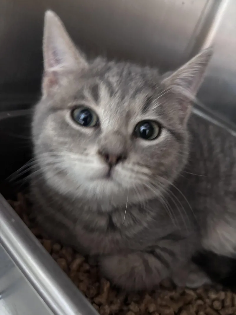 A young medium-sized male Domestic Short Hair cat named Crape Visit At Petsmart for adoption in Rustburg, VA