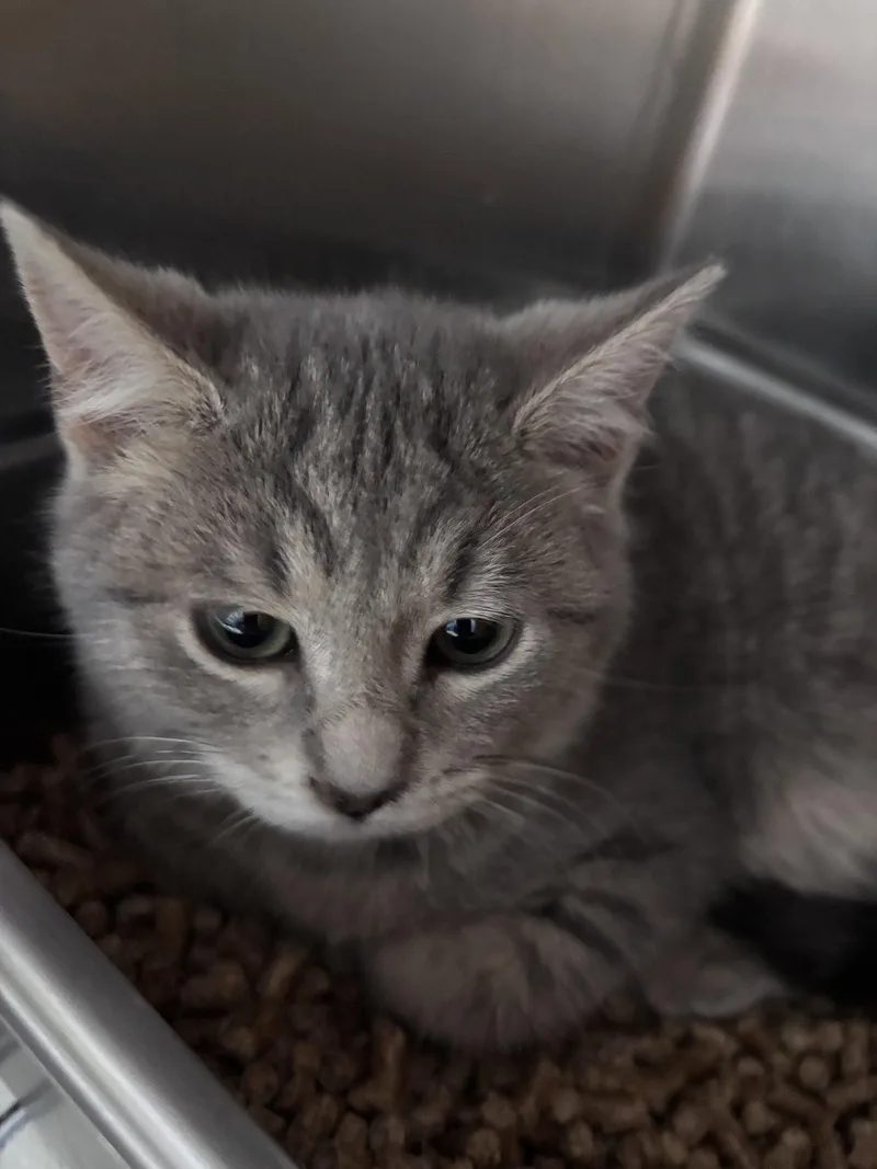 Crape Visit At Petsmart thumbnail 2