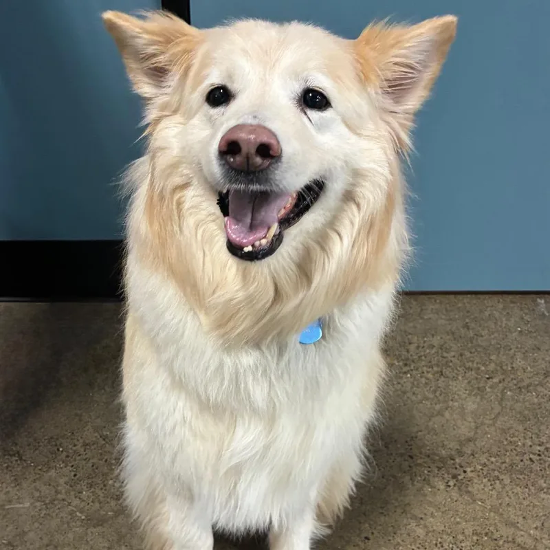 A senior large-sized female White / Cream Husky dog named Bailey for adoption in Portland, OR