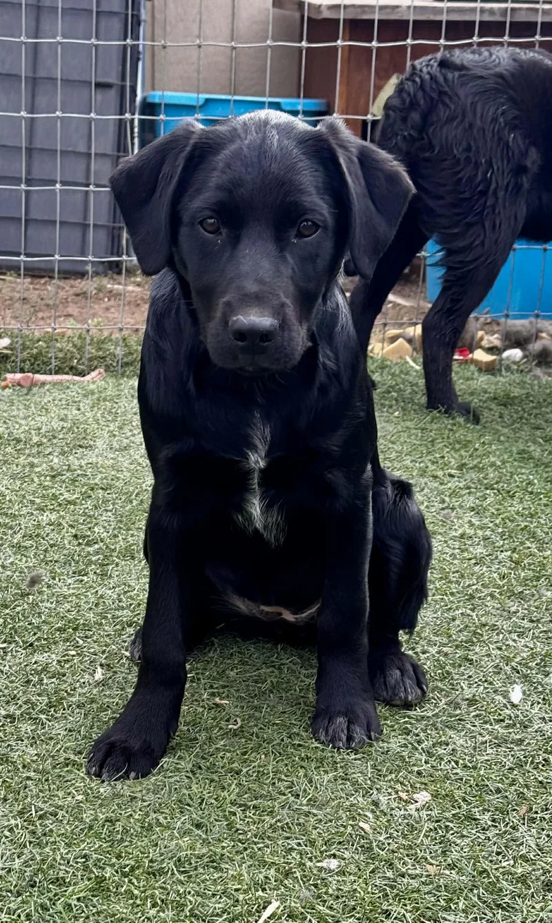 Fab Four Litter thumbnail 2