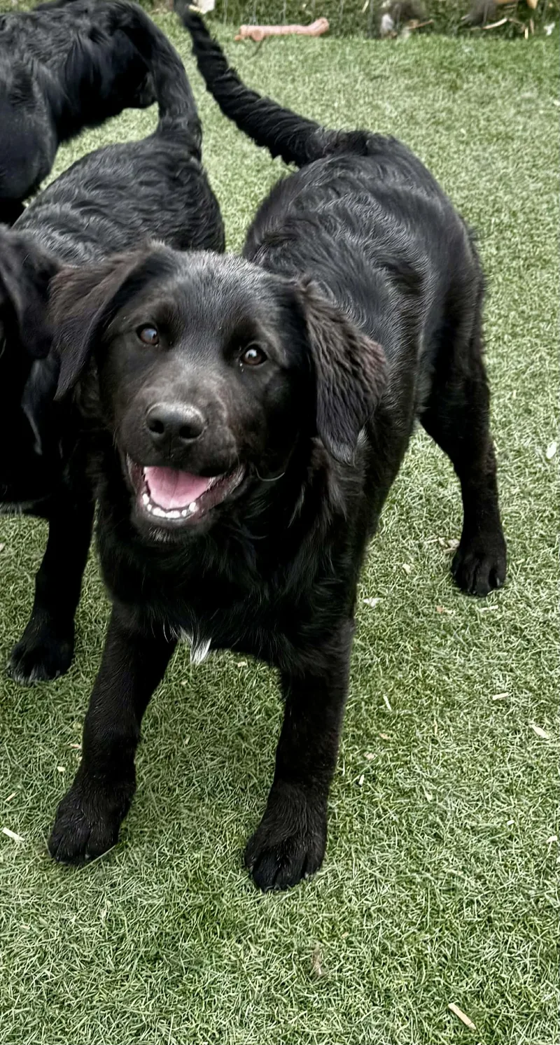 Fab Four Litter thumbnail 3