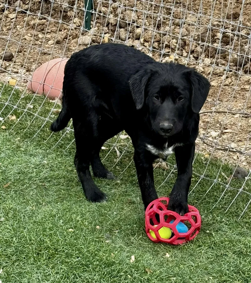 Fab Four Litter thumbnail 5