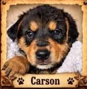 A baby medium-sized male Mixed Breed dog named Kit Carson for adoption in Mesa, AZ