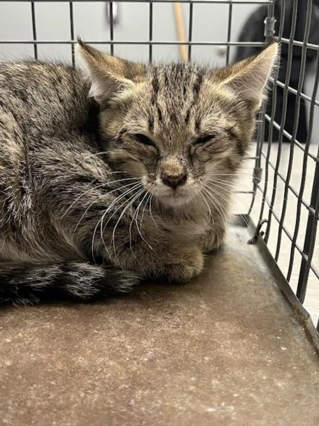 A baby small-sized male Domestic Short Hair cat named Drew for adoption in Las Vegas, NV