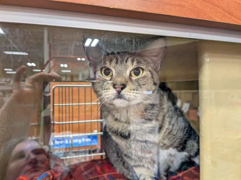 An adult medium-sized female Brown / Chocolate Domestic Short Hair cat named Visa for adoption in North Brunswick, NJ