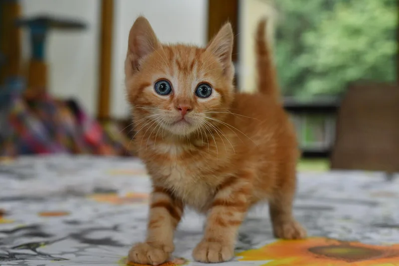 A baby medium-sized male Orange & White Domestic Short Hair cat named Turbo for adoption in Hermitage, PA