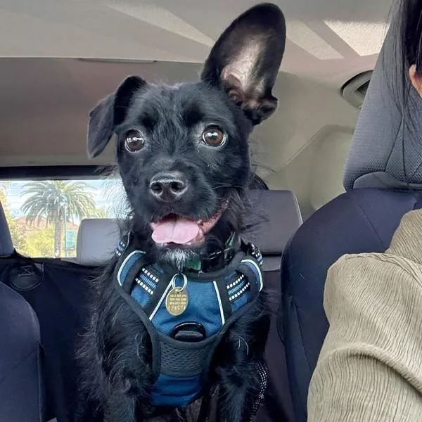 A young small-sized female Scottish Terrier dog named Layla for adoption in Dublin, CA