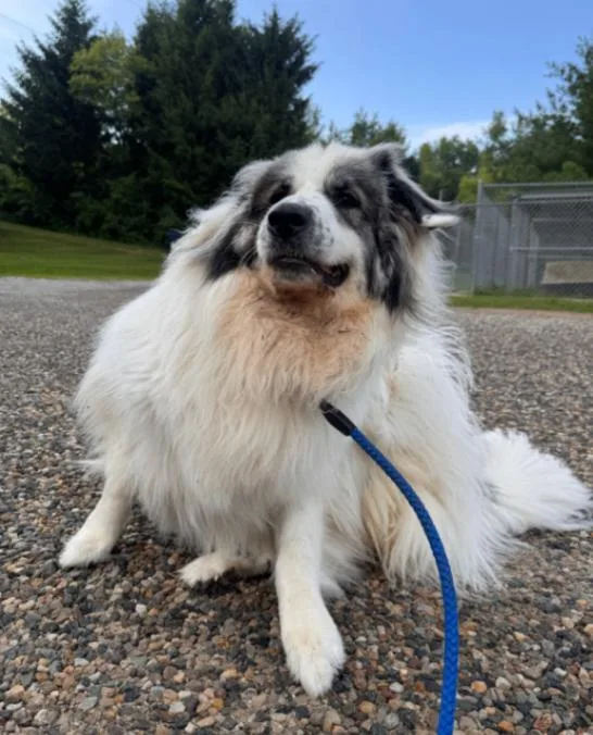 An adult medium-sized female White / Cream Great Pyrenees dog named Aurora Blu for adoption in Osseo, MI