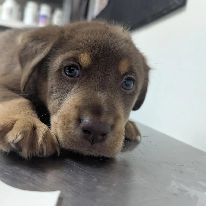 A baby small-sized male Brown / Chocolate Labrador Retriever dog named Inky for adoption in Parrish, AL