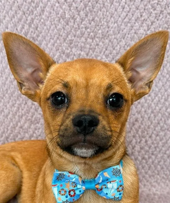 A baby small-sized male Red / Chestnut / Orange Chihuahua dog named Dennis for adoption in Lodi, CA