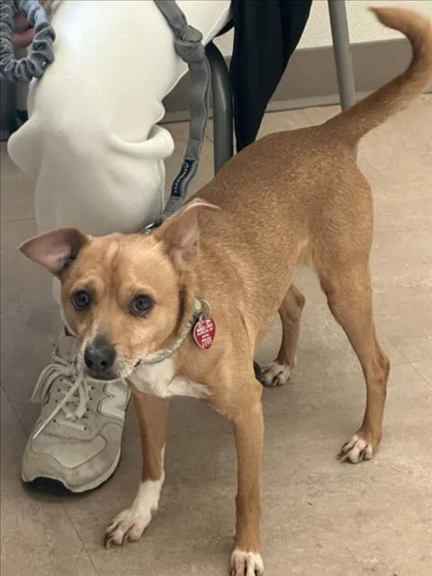 An adult small-sized male Chihuahua dog named Loki for adoption in Derwood, MD