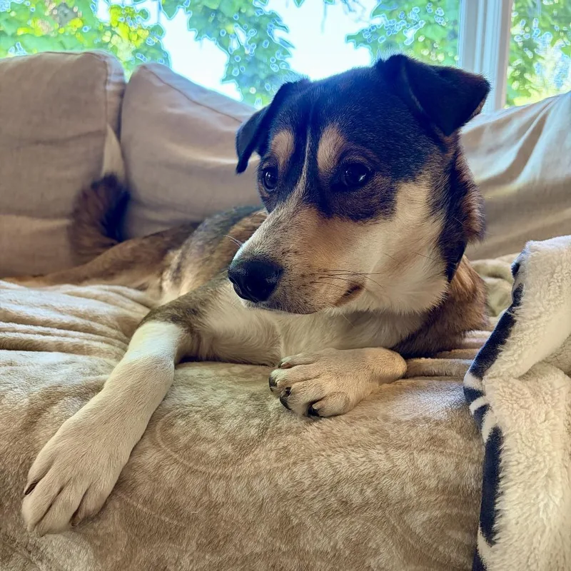 A young medium-sized male German Shepherd Dog dog named Amigo D for adoption in Minnetonka, MN