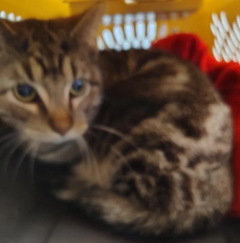 A young small-sized male Domestic Short Hair cat named Mason for adoption in Saint Clairsville, OH