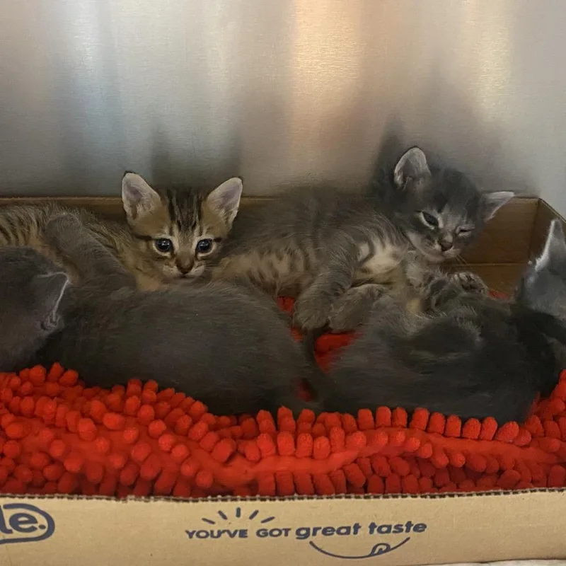 A baby small-sized male Gray / Blue / Silver Domestic Short Hair cat named Bolt Runner for adoption in Westminster, CA