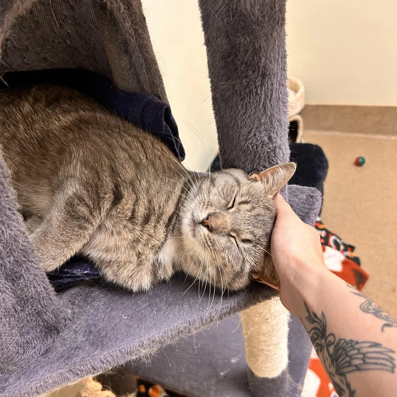 An adult small-sized male Gray / Blue / Silver Domestic Short Hair cat named Mango for adoption in Myerstown, PA