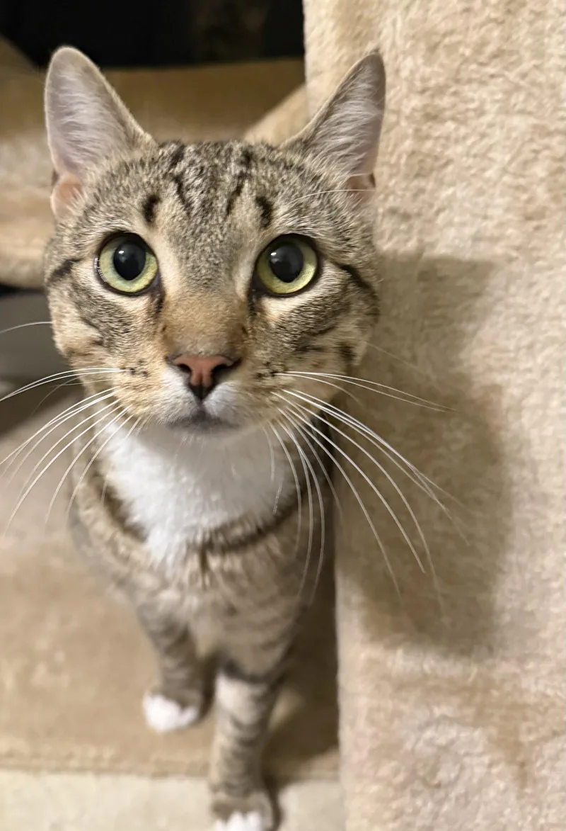 An adult medium-sized male Domestic Short Hair cat named Skeeter for adoption in Wheaton, IL