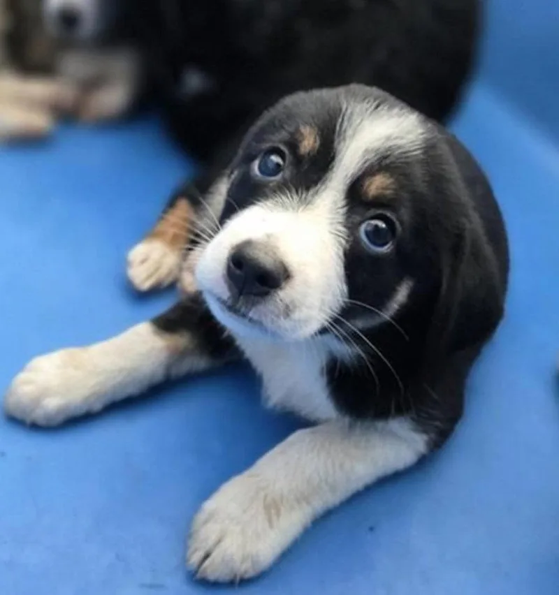 A baby medium-sized female Mixed Breed dog named Rebel for adoption in Holbrook, NY