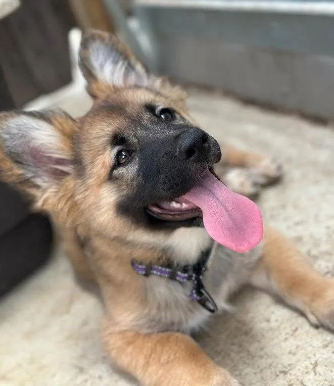A young small-sized female German Shepherd Dog dog named Fae for adoption in Irvine, CA