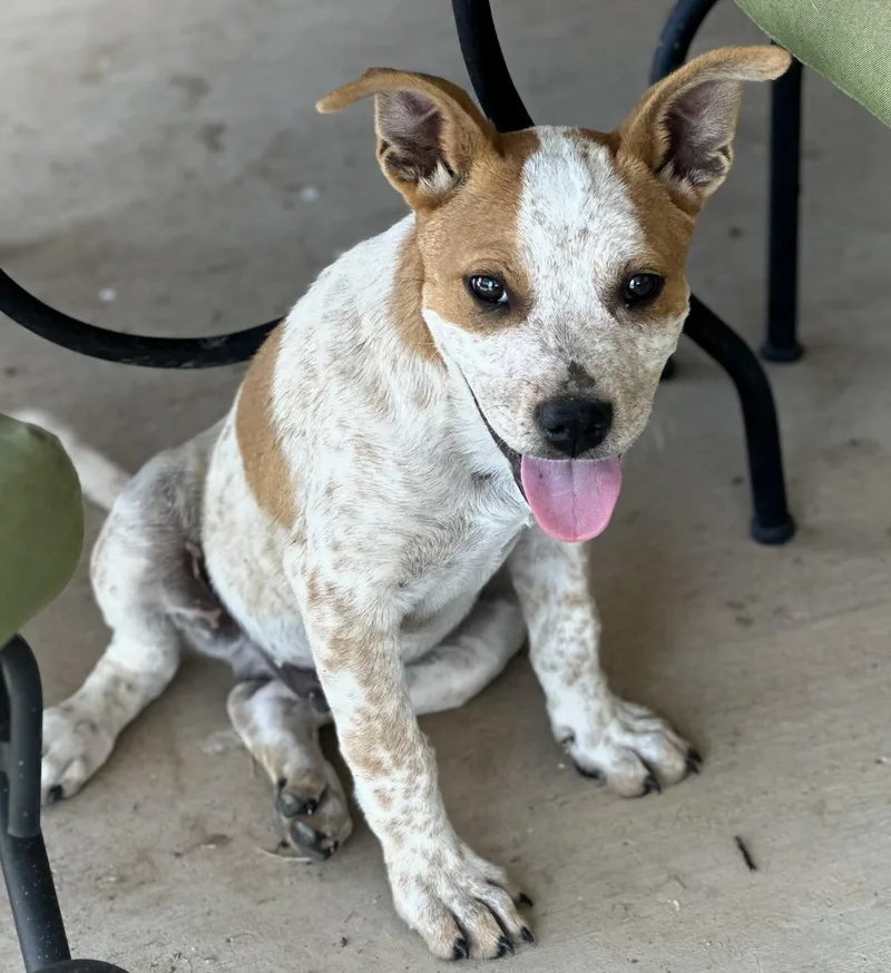 Bandit