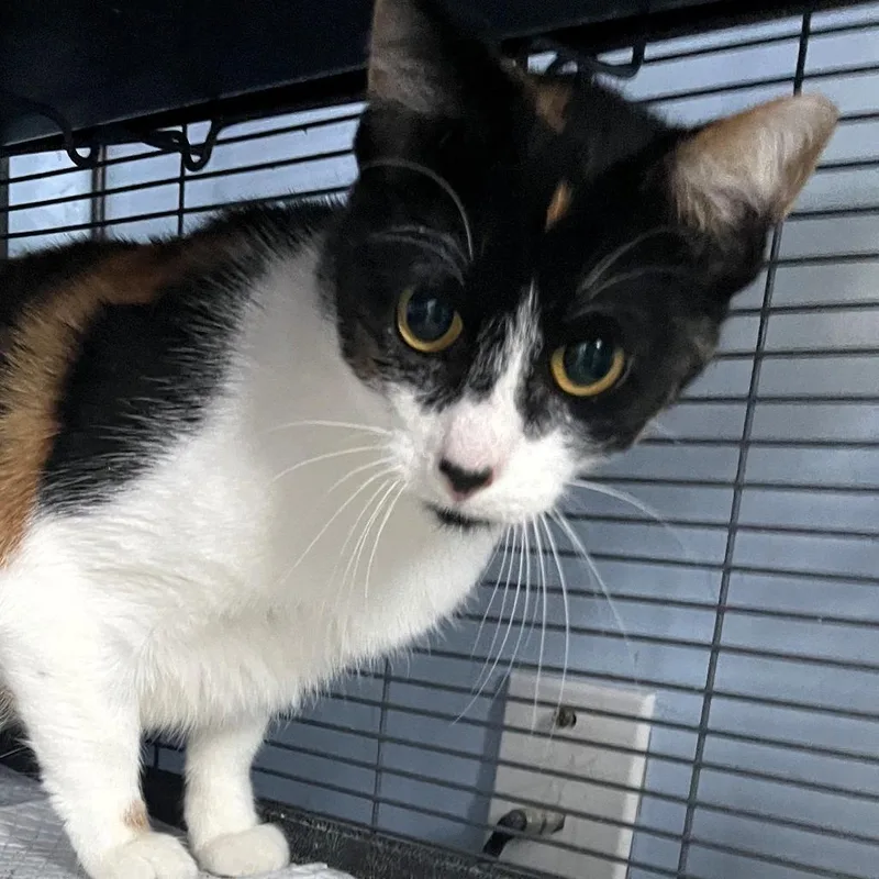 Mama Callie thumbnail 2