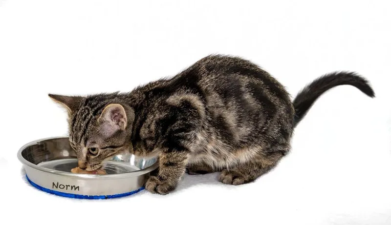A baby small-sized male Domestic Short Hair cat named Norm for adoption in Hot Springs Village, AR