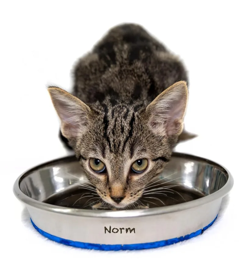Norm thumbnail 2