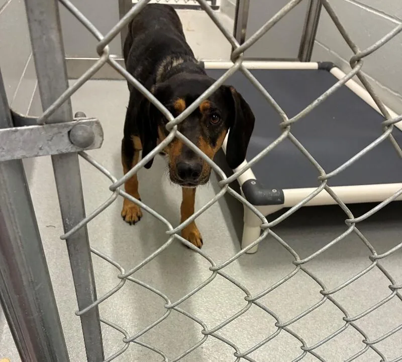 An adult medium-sized female Black and Tan Coonhound dog named Piper for adoption in Rochester, NY