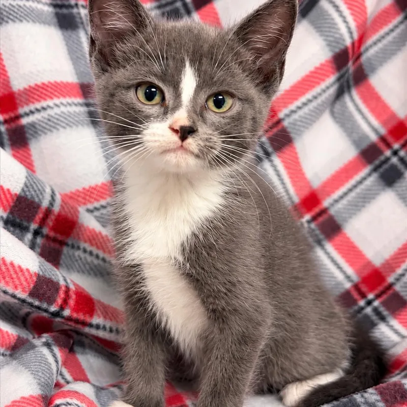 A baby small-sized female Gray / Blue / Silver Domestic Short Hair cat named K for adoption in Corsicana, TX