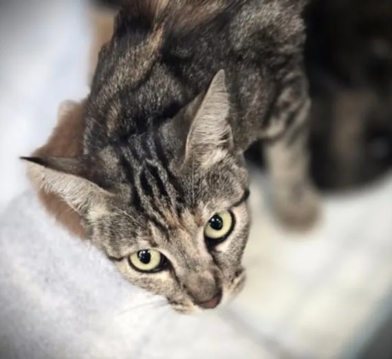 A young large-sized female Domestic Short Hair cat named Sweets for adoption in Los Angeles, CA