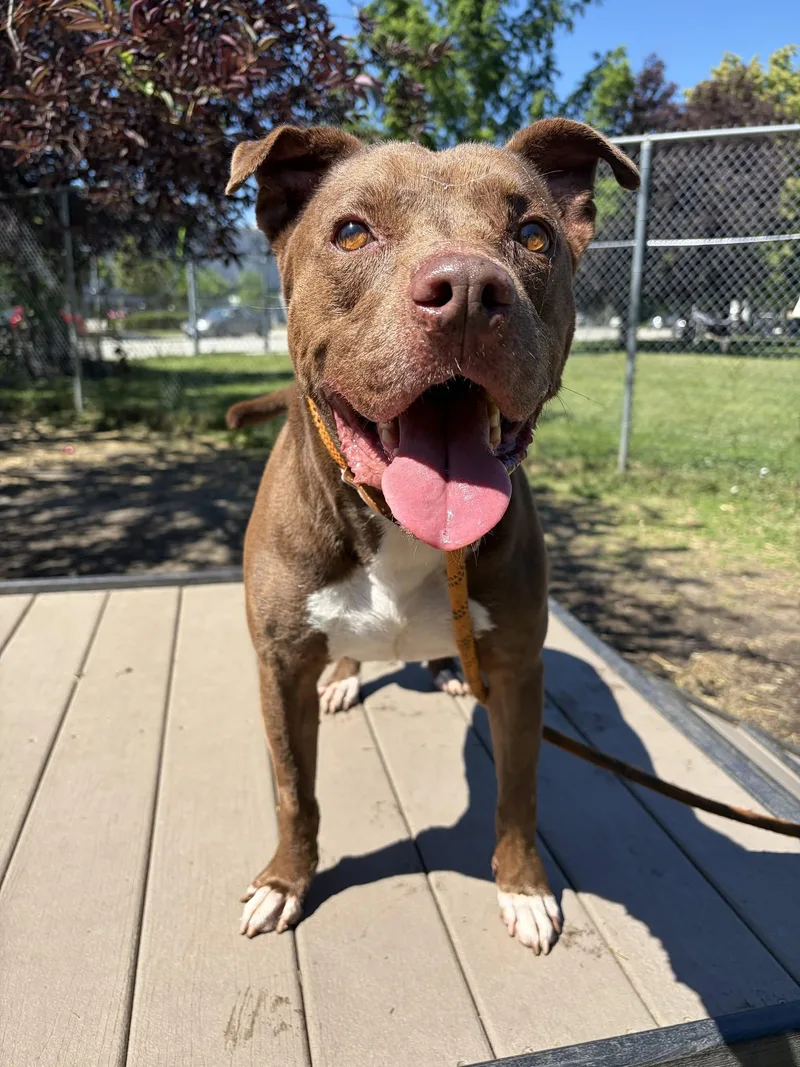 An adult medium-sized male Pit Bull Terrier dog named Cornell for adoption in Crete, IL