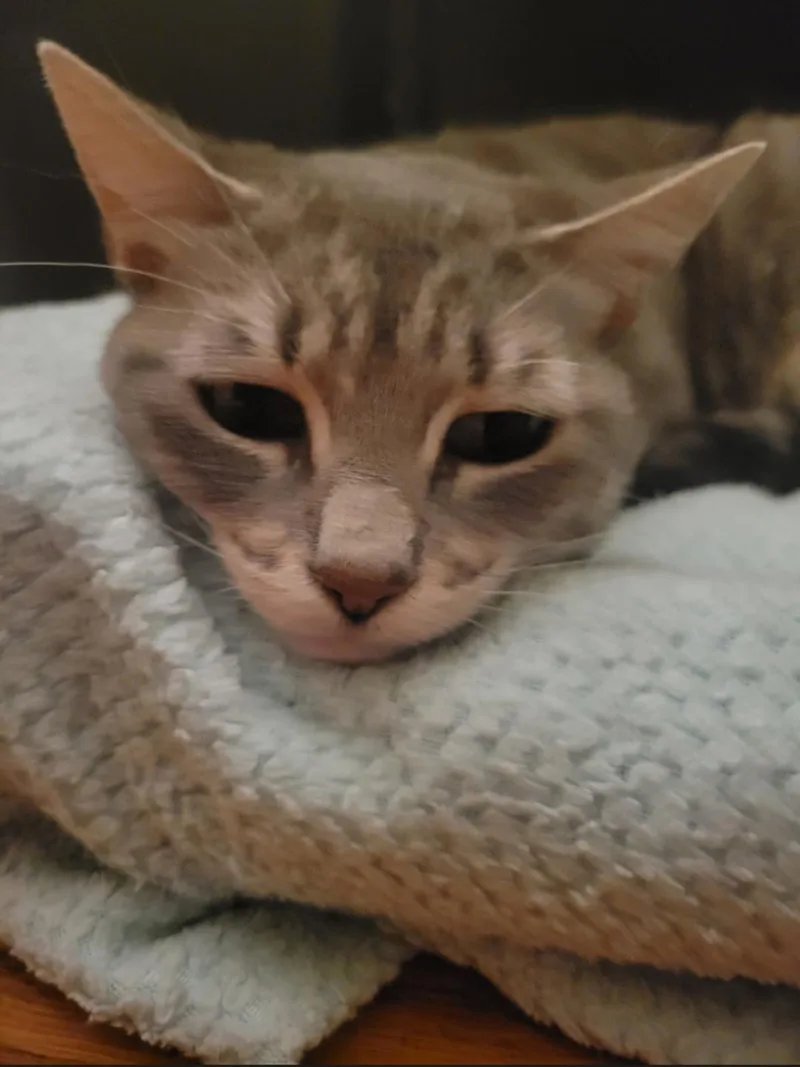 A young medium-sized female Gray & White Domestic Short Hair cat named Reina for adoption in BEVERLY HILLS, CA