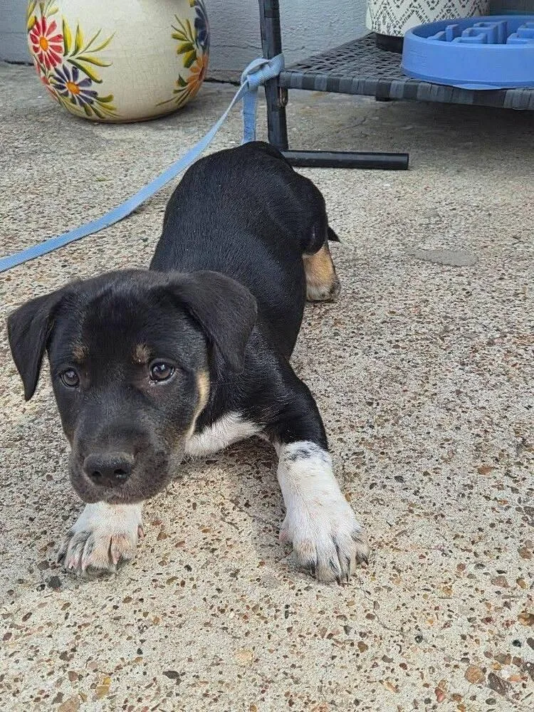A young medium-sized male Tricolor (Brown, Black, & White) Australian Cattle Dog / Blue Heeler dog named Shorty for adoption in Commerce City, CO